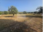 TERRENO AGRICOLO