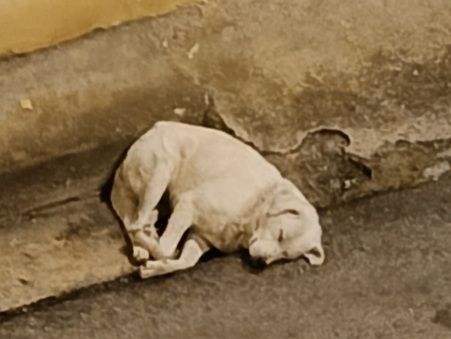 Maremmano anzianetto NN LO VOGLIONO+IN STRADA! CALABRIA - Foto 2