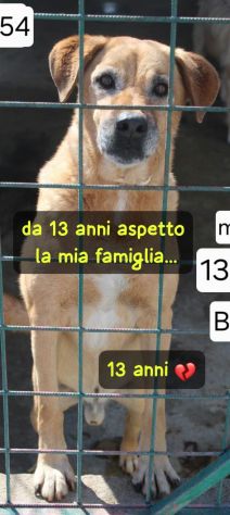 MARLEY 13 ANNI taglia media IN CANILE