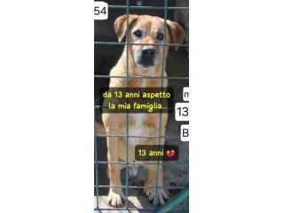 MARLEY 13 ANNI taglia media IN CANILE