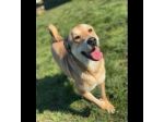SGUARDO DA CERBIATTO; DOLCISSIMA CAGNOLINA IN ADOZIONE