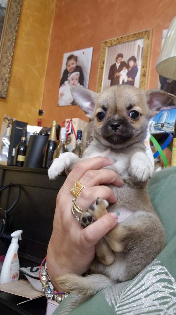 Cucciolo di chihuahua con pedigree - Foto 3