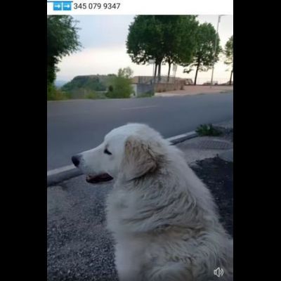 PASQUALE MERAVIGLIOSO; CANE IN ADOZIONE - Foto 4