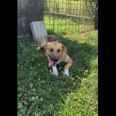 MOCKY CERCA UN AMICO AMOREVOLE CUCCIOLO IN ADOZIONE - Foto 6