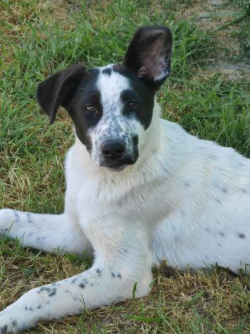 Jessica: cucciolona taglia media socievole - Foto 2