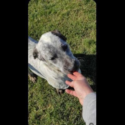 JAGO GIOCHERELLONE ED ALLEGRO CANE IN ADOZIONE - Foto 3