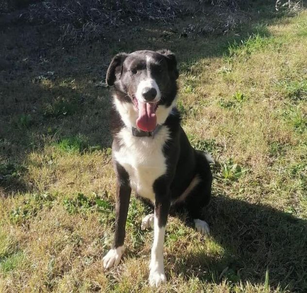 CHARLIE, simil border collie abbandonato cerca casa - Foto 7