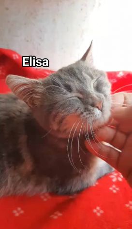 Elisa micia 1anno tigrata affettuosa ROMA SOS CASA - Foto 2