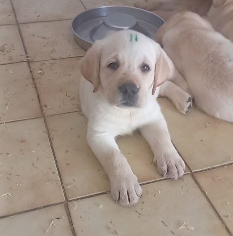 Labrador retriever Cuccioli con pedigree - Foto 4