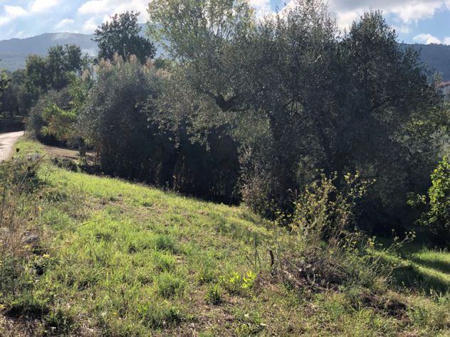 Roccadaspide loc.Cesine terreno con uliveto e ruderi - Foto 5
