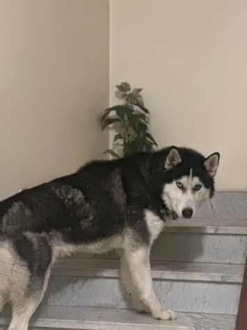 Husky Siberiano disponibile per monta - Foto 6
