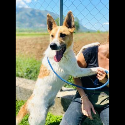 CATELLO allegro e affettuoso, cagnolino in adozione - Foto 5