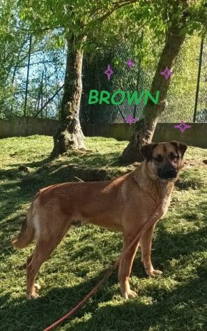 BROWN un bel timidino! - Foto 4
