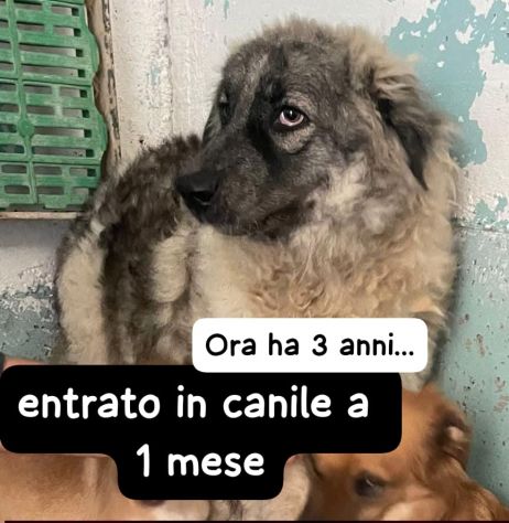 MAMMOLO 3 ANNI - Foto 3