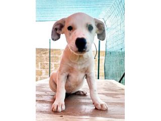 Milo e Ricky dolcissimi cuccioli in adozione