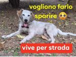 TED SETTER MASCHIO VIVE PER STRADA