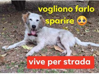 TED SETTER MASCHIO VIVE PER STRADA