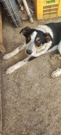Kiki in adozione - Foto 9