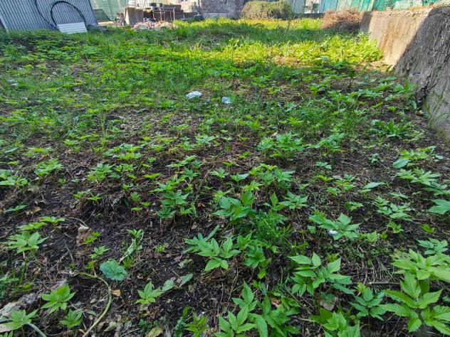 Terratetto in vendita a Lunata - Capannori 120 mq Rif: 1409804 - Foto 5