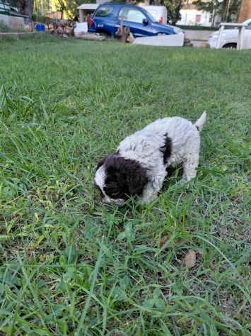 Lagotto romagnolo da tartufo - Foto 7