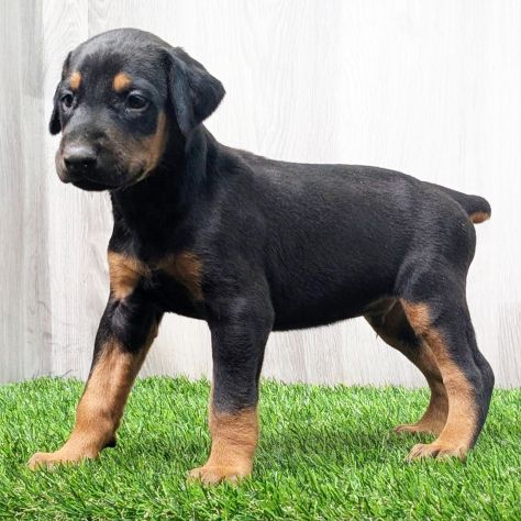 Cuccioli di Dobermann - Foto 4