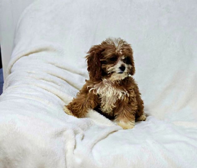 Cuccioli di Cavapoo
