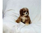 Cuccioli di Cavapoo