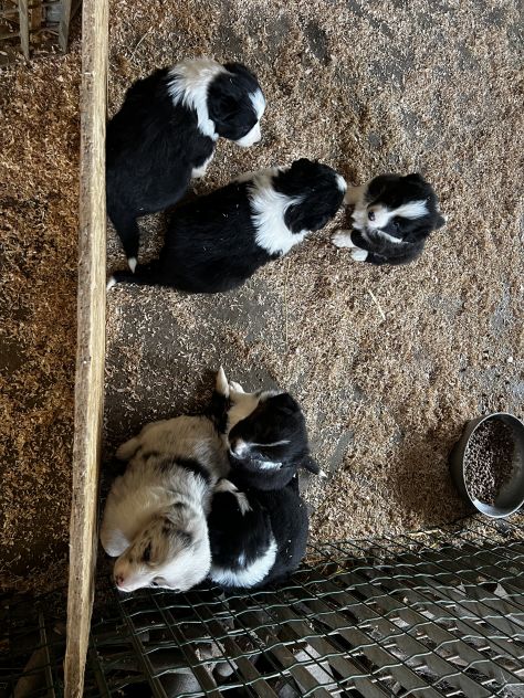 Cuccioli di Border - Foto 6