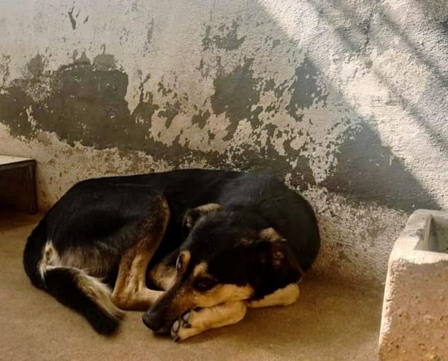 ZAPATA RASSEGNATO CANE IN ADOZIONE - Foto 3