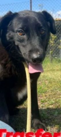 UN' OPPORTUNITÀ PER DONNA: CAGNOLINA IN ADOZIONE - Foto 2