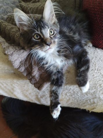 Gattini maine coon - Foto 6