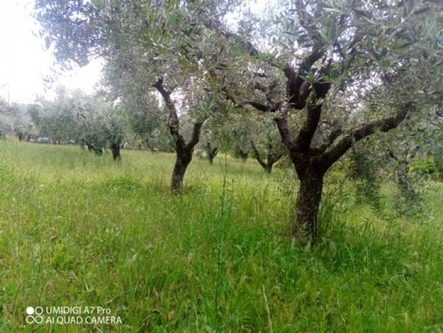 Uliveto in vendita a Lanciano - Foto 5