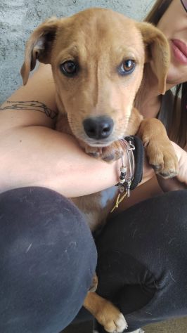 CUCCIOLI 3 MESI TAGLIA MEDIA IN CANILE - Foto 5