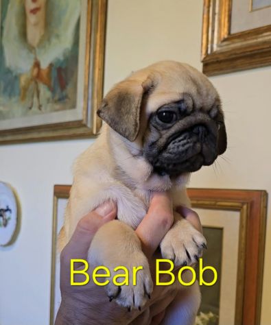 Cuccioli di carlino con pedigree - da 1800€ a 2200€ - Foto 4