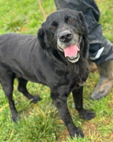 NEGRITA DOLCISSIMA SIMIL LABRADOR CANE IN ADOZIONE - Foto 5
