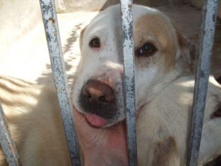 JUMP, bellissimo mix pitbull