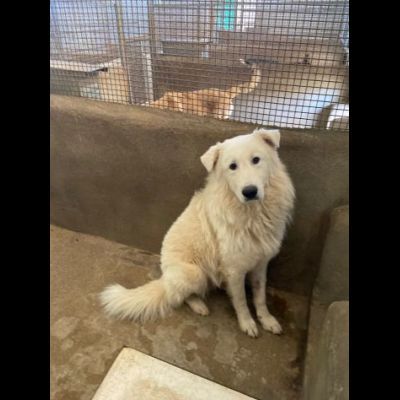 OWELL alla ricerca della libertà, CANE IN ADOZIONE - Foto 5