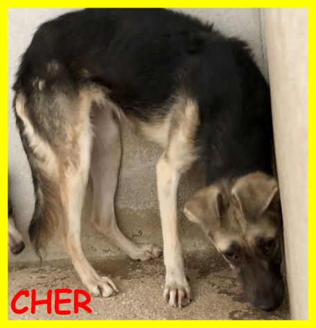 CAGNOLINI SPLENDIDI, SPAVENTATI, CERCANO CASA - Foto 4