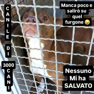 TRUMP AFFETTUOSO SOCIEVOLE CANE IN ADOZIONE URGENTE - Foto 3