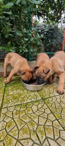 Cuccioli Pastore Belga Malinois - Foto 3