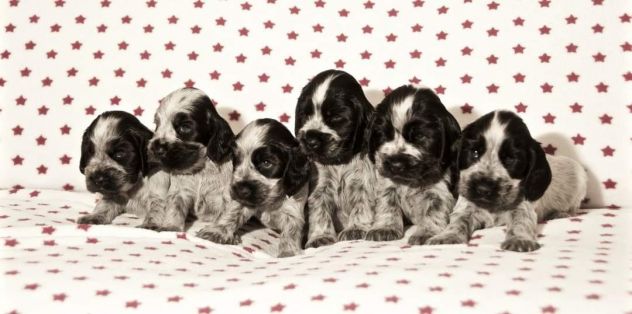 COCKER SPANIEL INGLESE CUCCIOLI STUPENDI - Foto 3