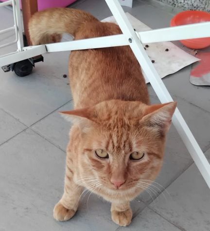 ALEX, giovane micione rosso - Foto 2