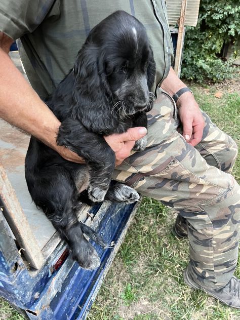 Cuccioli di Cocker Spaniel - Foto 4