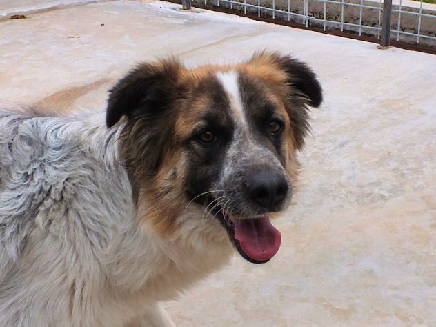 Coby bellissimo di taglia mediogrande - Foto 5