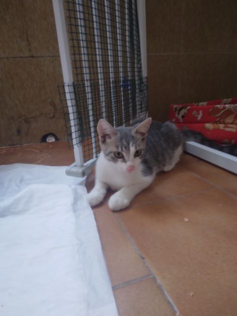 Gattini - Foto 2