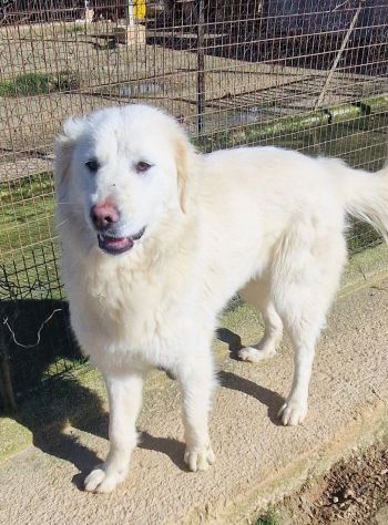 DAFNE,IN CANILE.ADOTTIAMOLA! - Foto 5