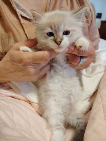 Vendesi gatti Siberiani cuccioli - Foto 7