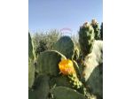 Terreno in vendita a Caltagirone, Granieri