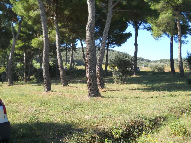 Pineta mq 4.000 Piombino (li) a 2 km da Baratti - Foto 2