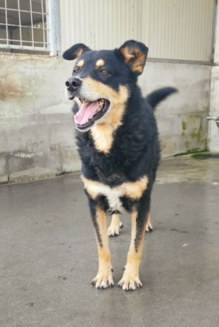 CANE IN ADOZIONE: CAFFE', taglia media. - Foto 7